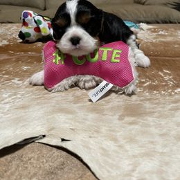 Cavalier King Charles Spaniel Puppies from Rohus Puppies