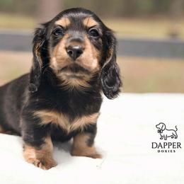 Cyclone - Black and tan male Dachshund puppy in Brooksville, Florida from Dapper Doxies