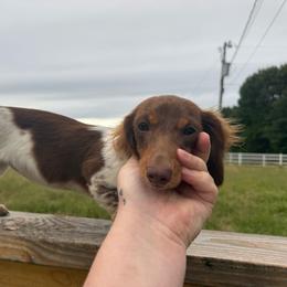 Piper - Piebald female Dachshund puppy in Mountain Home, Arkansas from Furry Friends Kennel