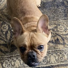 Juno - Fawn and white female French Bulldog puppy in Harvard, Illinois from The Defender Farm