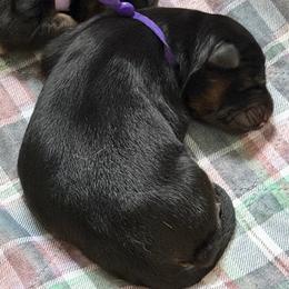 Iris (purple ribbon) - Black and red female German Shepherd puppy in Purcellville, Virginia from Starry Night German Shepherd Dogs