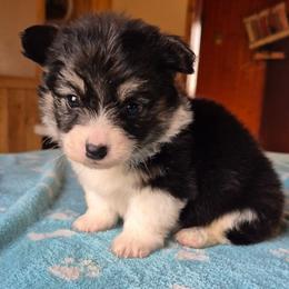 Lariet - Black and white female American Corgi puppy in Checotah, Oklahoma from Skoal Creek Corgi's