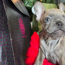 Tahiti - Blue female French Bulldog puppy in Riverview, Florida from The Frenchie Lady Co.
