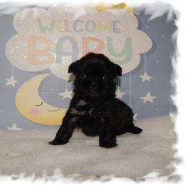 CUPCAKE - Black and white female Shih Tzu puppy in Lawrenceburg, Tn, Tennessee from Shedd's Shih Tzus