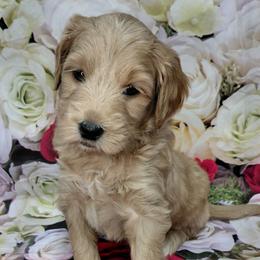 Sawyer - Red  male Goldendoodle puppy in Eau Claire, Wisconsin from Fisher River Doodle's