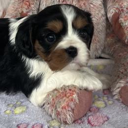 Maddie - AKC - Tri-color female Cavalier King Charles Spaniel puppy in Mc Louth, Kansas from Harmony Valley Cavaliers & Havanese