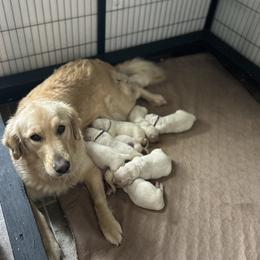 Female 4 - Light golden female Golden Retriever puppy in Rainier, Washington from Hanson’s NW Goldens & Doodles