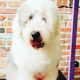 Porthos - Old English Sheepdog