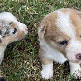 American Corgis and Pembroke Welsh Corgis from Shining J Corgis