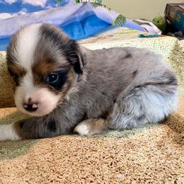 Girl 2 - Blue merle female Miniature Australian Shepherd puppy in Port Saint Lucie, Florida from Charlene Brannon's Mini Australian Shepherds