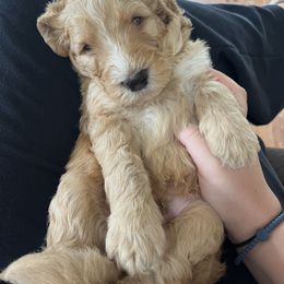 Bernedoodle Puppies from Triple W Doodles