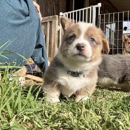 Bolt - Sable male Pembroke Welsh Corgi puppy in Millsap, Texas from Punchy Pembroke Ranch