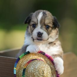 Pink Collar - Sable female Pembroke Welsh Corgi puppy in Terrell, Texas from Brynwood Pembroke Welsh Corgis