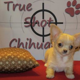 Chihuahua Puppies from True Shot Chihuahuas
