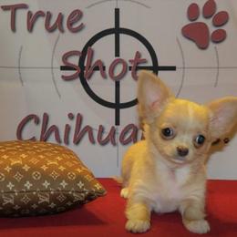 Chihuahua Puppies from True Shot Chihuahuas