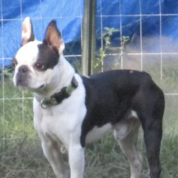 Boston Terriers from Tracys Tiny Bostons