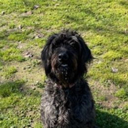Labradoodles and Poodles from Lucky Stars Ranch