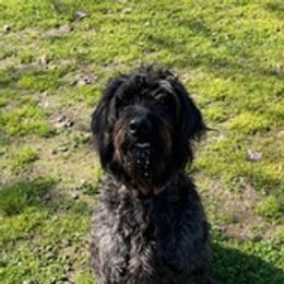 Labradoodles and Poodles from Lucky Stars Ranch