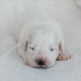 Green - White female Great Pyrenees puppy in Yakima, Washington from Naches Heights Ranch