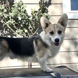 Duke - Pembroke Welsh Corgi