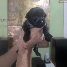 DaoDog Priscilla Old Fashion - Black female Chinese Crested puppy in Highland Park, Michigan from Family Kennel Dao Dog