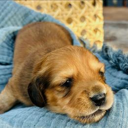 Nigel-AKC . PRA clear - Red male Dachshund puppy in Dover, Oklahoma from Freckles and Furballs