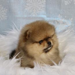 Orange boy - Orange sable male Pomeranian puppy in Fort Collins, Colorado from Gempoms