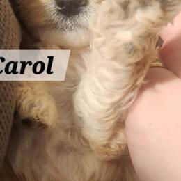 Aussiedoodle Puppies from My Classy Doodles