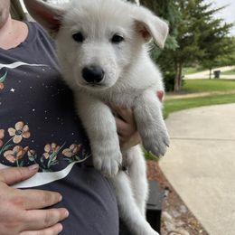 Girl 2 - White female Berger Blanc Suisse puppy in Orland Park, Illinois from Starfyre Berger Blanc Suisse