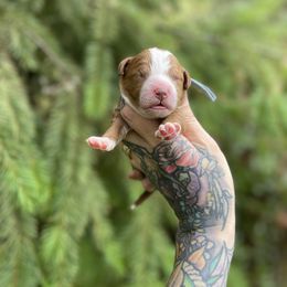 Austyn - Red  male Goldendoodle puppy in Roseburg, Oregon from Dbos Furry Friends