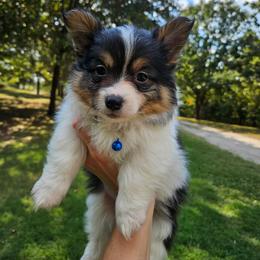 Toad - White and black male Pembroke Welsh Corgi puppy in Norwood, Missouri from McGraw's Paws 🐾