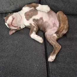 Boston Terrier Puppies from Broadus Boston Terriers