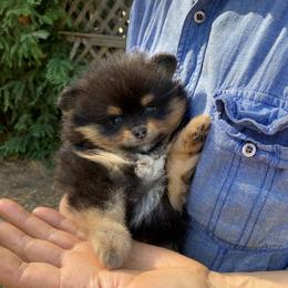 Hazel - Black and tan female Pomeranian puppy in Citrus Heights, California from Yev and Marina's Pomeranians (AKC)