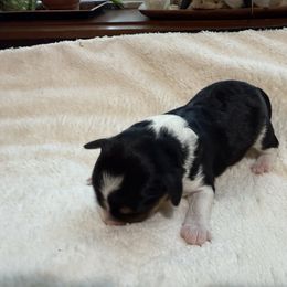 Teddy - Black tri-color male Aussiedoodle puppy in Grants Pass, Oregon from Woodwind Miniatures