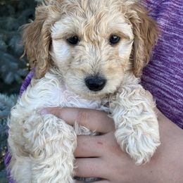Sophia - Cream female Poodle puppy in Caldwell, Idaho from Treasure Valley Poodles
