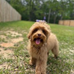 Drummer - Caramel male Australian Labradoodle puppy in Calhoun, Louisiana from Arrowhead Australian Labradoodles