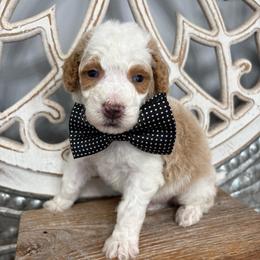 Black collar - Red male Bernedoodle puppy in Calico Rock, Arkansas from Cottrell’s Poodles & Doodles