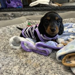 Boy 2 - Black and tan Dachshund puppy in Victorville, California from Saffron