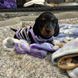 Boy 2 - Black and tan Dachshund puppy in Victorville, California from Saffron