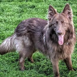 German Shepherds and Great Danes from F&B Kennels