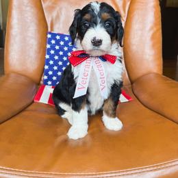 Coleslaw - Tri-color female Bernedoodle puppy in New Harmony, Indiana from Cottonwood Farms