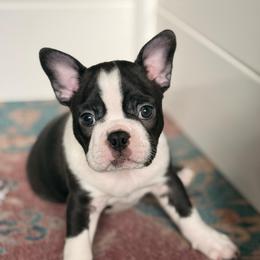 Sierra - Black and white female Boston Terrier puppy in Edgewater, Florida from Homegrown Frenchtons