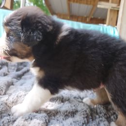 Boy 4 - Black tri-color male Australian Shepherd puppy in Luther, Michigan from Pine River Australian Shepherds
