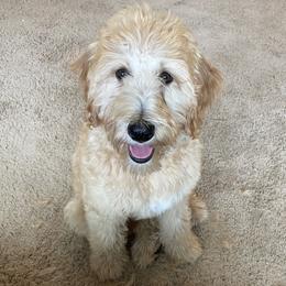 Maddy - Labradoodle