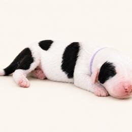 Girl 2 - Black and white female Sheepadoodle puppy in Mesa, Arizona from Desert Sheepies and Doodles