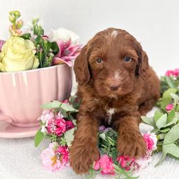 Alice - Caramel red female Australian Labradoodle puppy in Palmdale, California from Pixie Doodle Paws