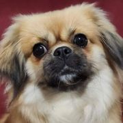 Tibetan Spaniels from Graymatter