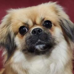 Tibetan Spaniels from Graymatter