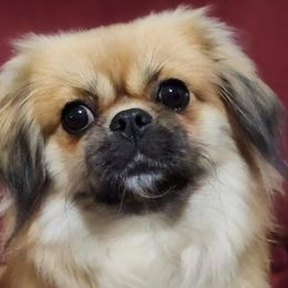 Tibetan Spaniels from Graymatter
