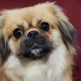 Tibetan Spaniels from Graymatter